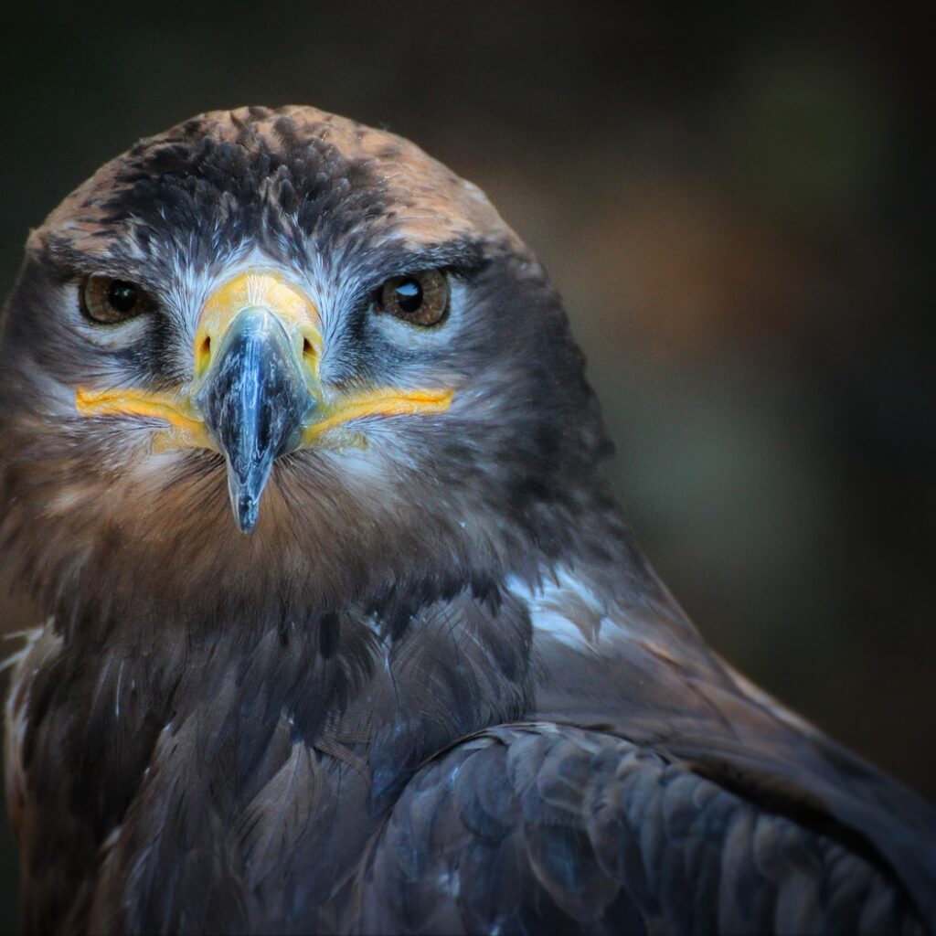 elever aigle