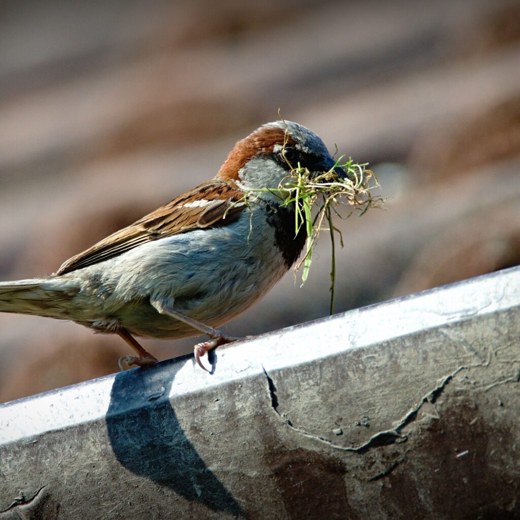 moineau