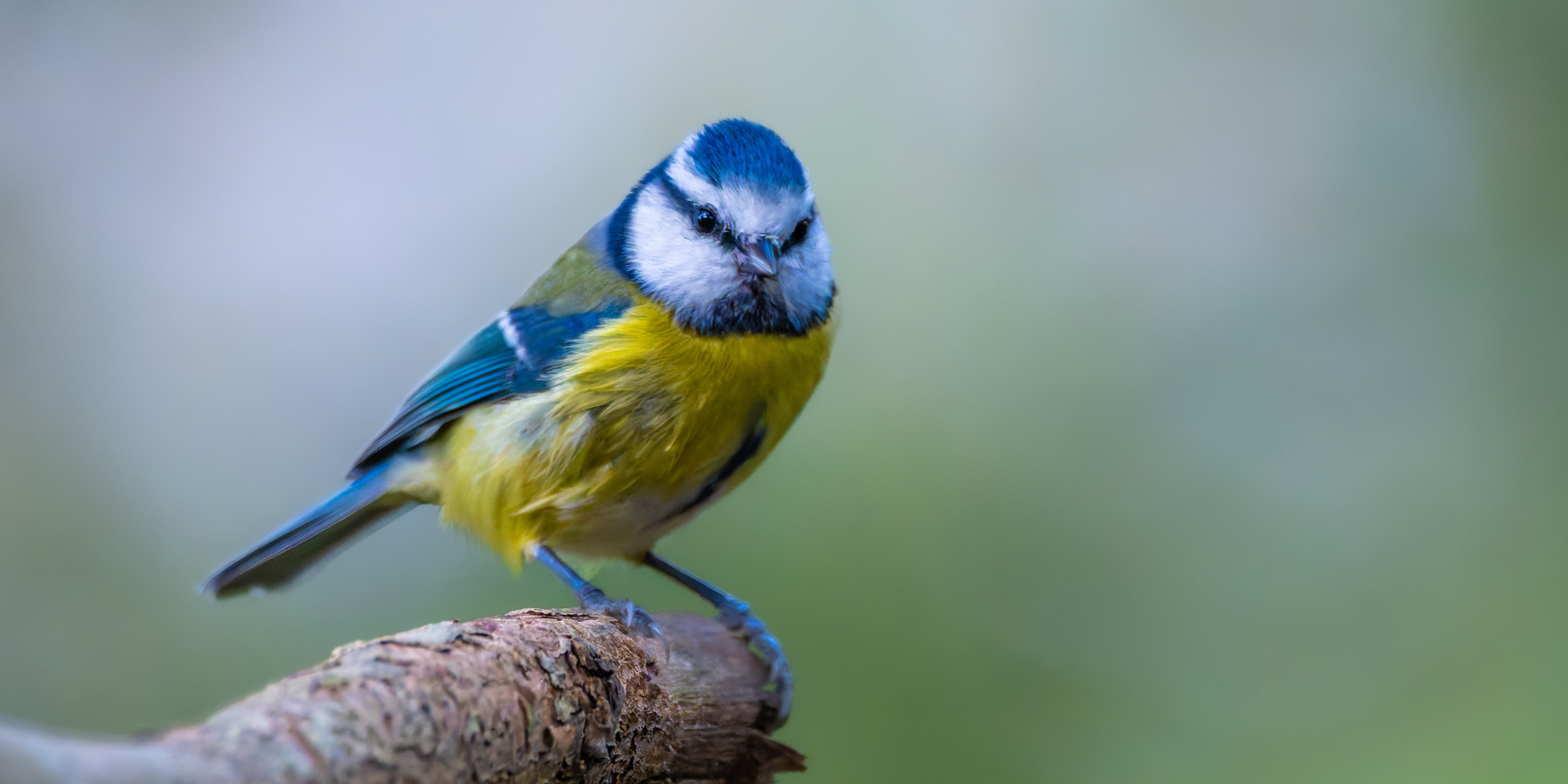 Nichoir mésange installé dans un jardin