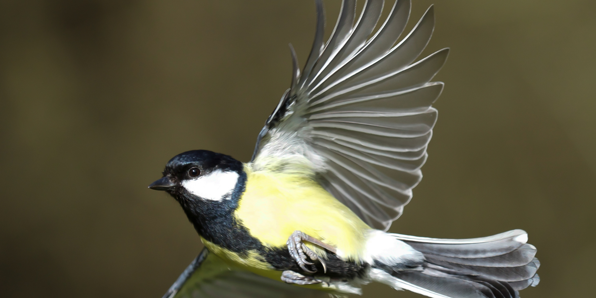 Mésange bleue et mésange charbonnière côte à côte