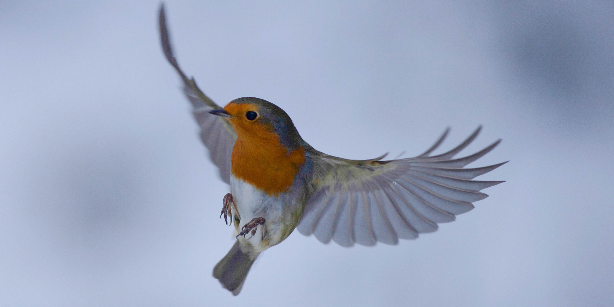 Rouge-gorge dans son habitat naturel