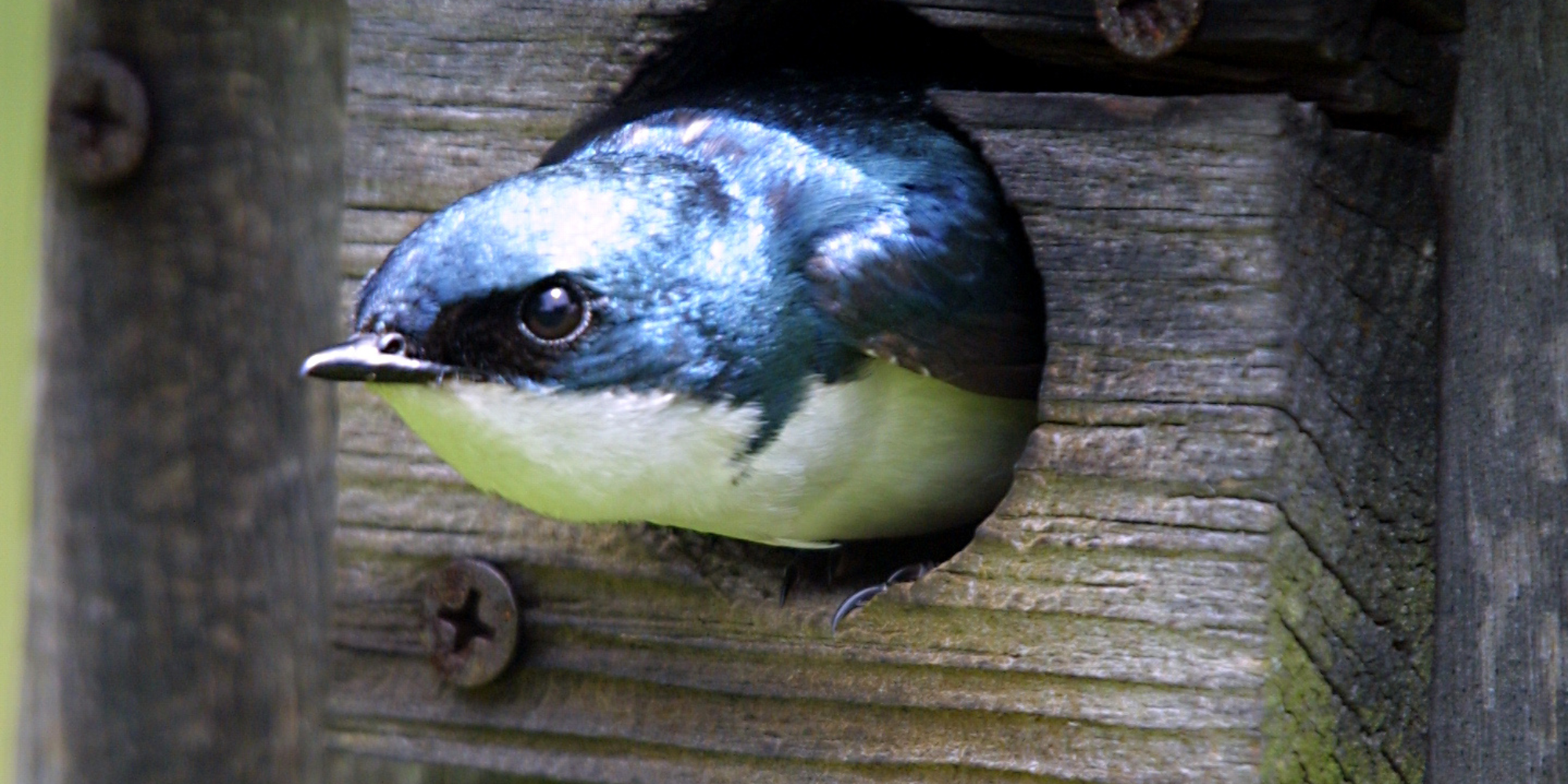 Nichoir pour oiseaux installé dans un jardin