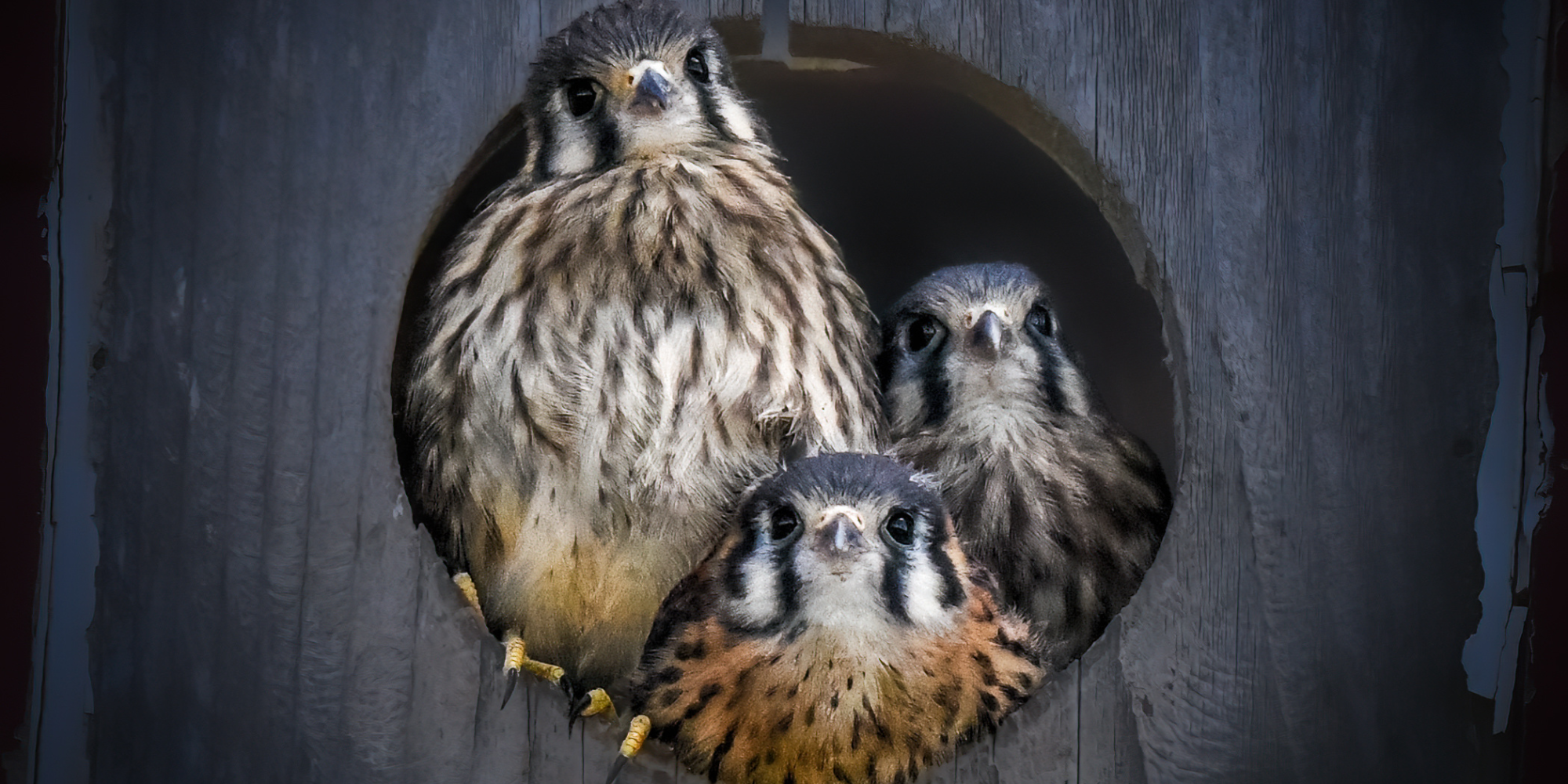 Différents modèles de nichoirs pour oiseaux selon l'espèce