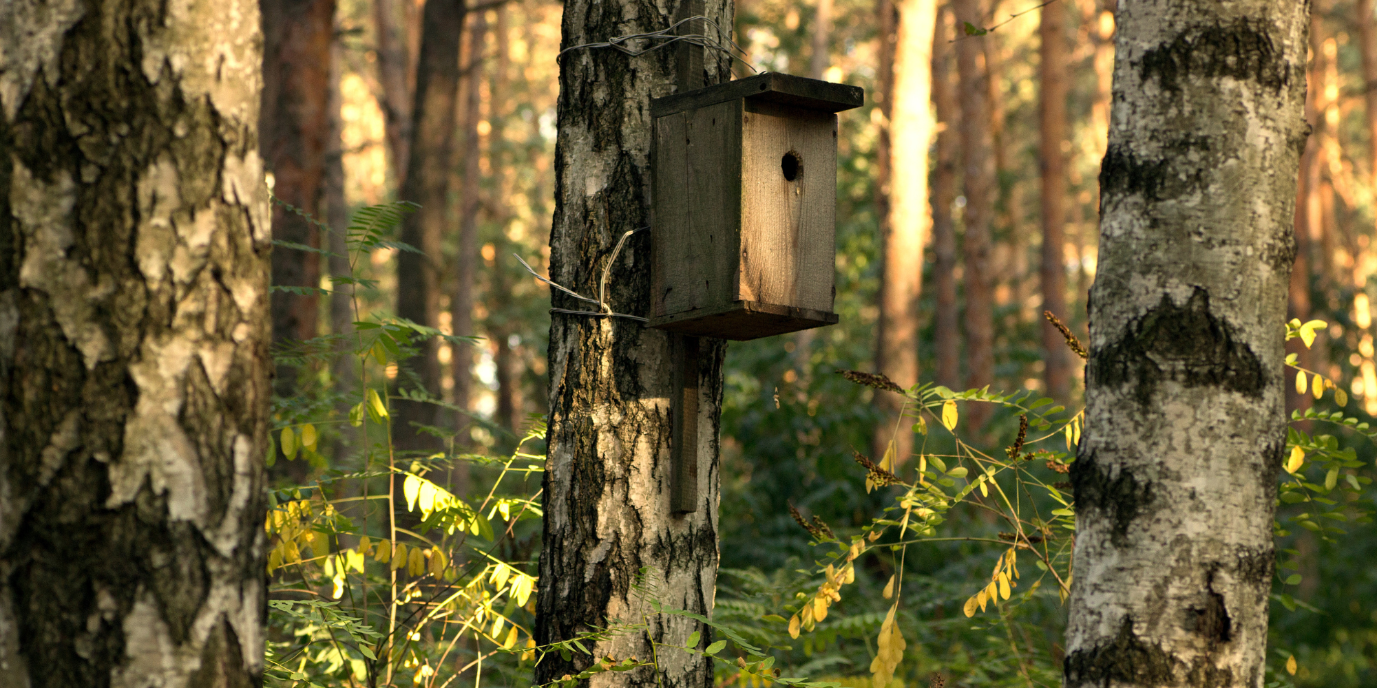 Cinq espèces d'oiseaux et leur nichoir adapté